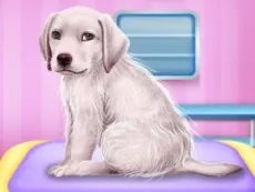 Labrador at the Doctor Salon