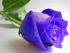 Blue Roses Puzzle